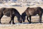 Iceland, Icelandic horses chipping at ice to eat Art Print